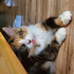 Meet your Posher, Christina